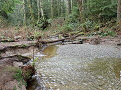 Hygrohypnella ochracea