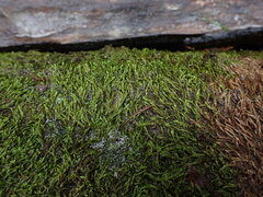 Hygrohypnella ochracea