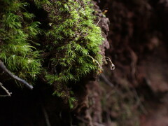 Dicranella heteromalla