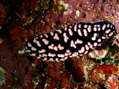 Phyllidiella