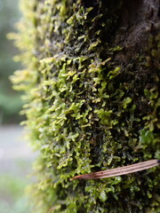 Frullania nisquallensis