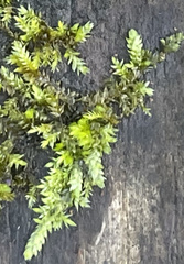 Brachythecium rivulare