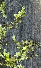 Brachythecium rivulare