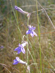 Lobelia reverchonii