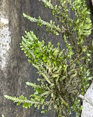 Brachythecium rivulare