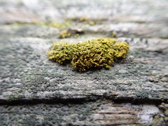 Polycauliona candelaria