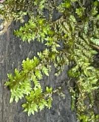 Brachythecium rivulare