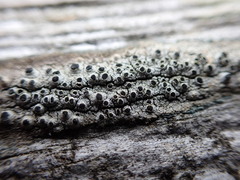 Pseudothelomma occidentale