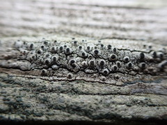 Pseudothelomma occidentale