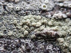 Lecanora densa