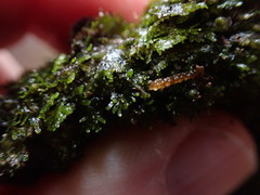 Riccardia chamedryfolia