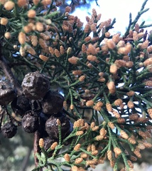 Cupressus lusitanica