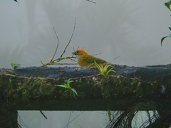 Tangara icterocephala