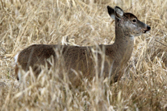 Odocoileus virginianus leucurus