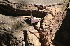 Myscelia ethusa ethusa