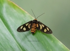 Eressa angustipenna