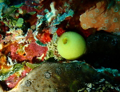 Leucetta chagosensis