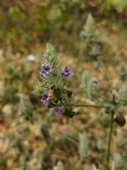 Haplanthodes verticillatus