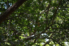 Onychorhynchus coronatus