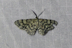 Hymenomima camerata