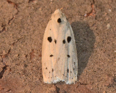 Scythropiodes issikii