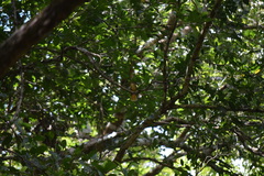 Onychorhynchus coronatus