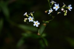 Myosotis laxa