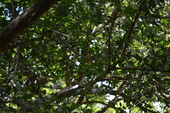 Onychorhynchus coronatus