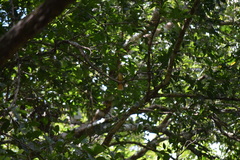 Onychorhynchus coronatus