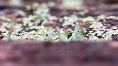 Cladonia subcariosa