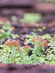 Cladonia subcariosa