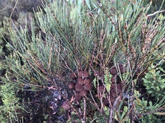 Allocasuarina mackliniana