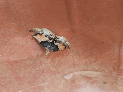 Pyralis pictalis