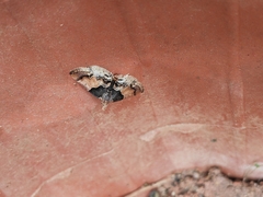 Pyralis pictalis