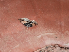 Pyralis pictalis