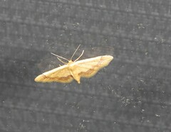 Idaea trypheropa
