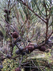 Allocasuarina mackliniana