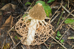 Phallus haitangensis