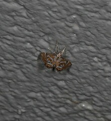 Anydraula pericompsa