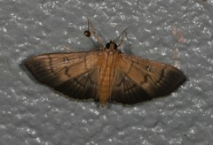Pramadea lunalis