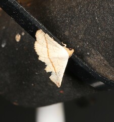 Eublemma perversicolor