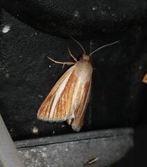 Heliocheilus cramboides