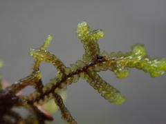 Frullania nisquallensis