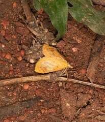 Hyalobathra brevialis