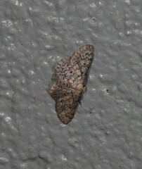 Idaea ferrilinea