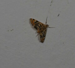 Margarosticha repetitalis