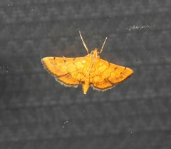 Orphanostigma abruptalis