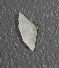 Oenochroma infantilis