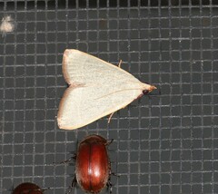 Hypsopygia albidalis