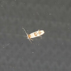 Stathmopoda megathyma